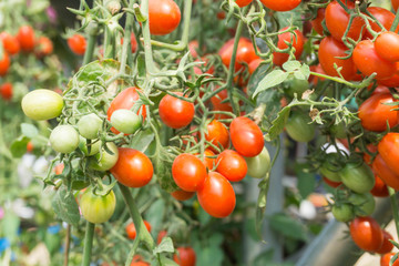 red tomatoes background. Group of tomatoes