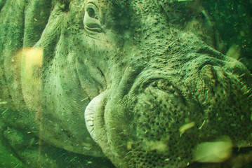 水中のカバ　旭山動物園