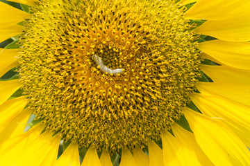 Naklejka premium Sunflower natural background. Sunflower blooming. Close-up of sunflower.