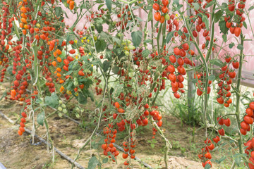 Fototapeta premium red tomatoes background. Group of tomatoes