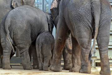 Elephants exit enclosure