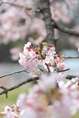 桜　サクラ　さくら