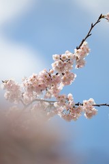 桜　サクラ　さくら
