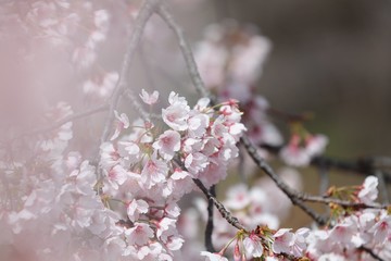 桜　サクラ　さくら