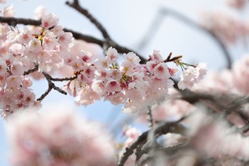 桜　サクラ　さくら