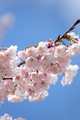 桜　サクラ　さくら