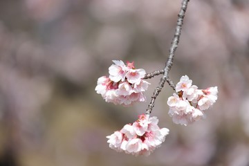 桜　サクラ　さくら
