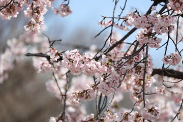 桜　サクラ　さくら