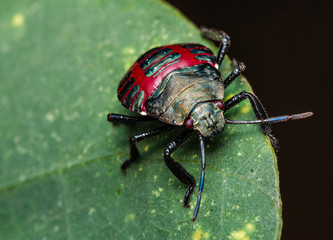 black and red macro beetle in a leaf