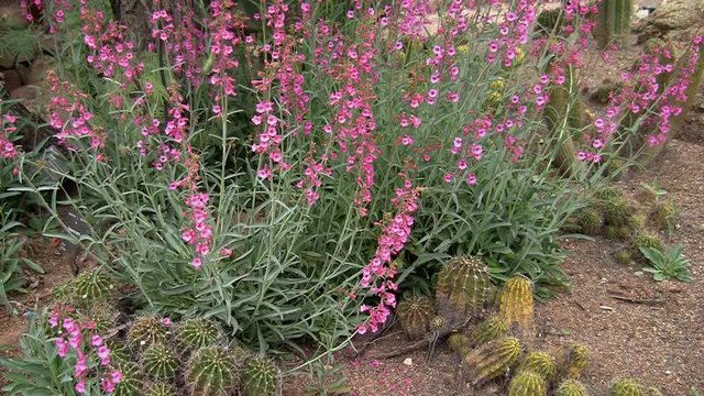 Anna's Hummingbird drinking from a penstemon parryi (Parry penstemon ) flower at the Desert Botanical Garden, Phoenix, AZ