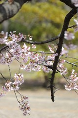 桜　サクラ　さくら