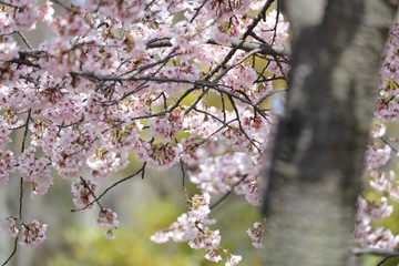 桜　サクラ　さくら