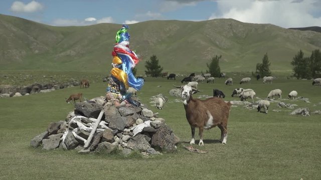 A goat in Mongolian steppe