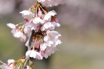 Fototapeta premium 桜 サクラ さくら