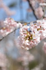 桜　サクラ　さくら
