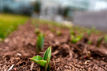 Budding Tulips in Spring at the Frankling Park Conservatory and Botanical Gardens in Columbus, Ohio