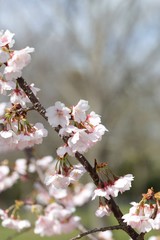 桜　サクラ　さくら