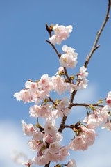 桜　サクラ　さくら