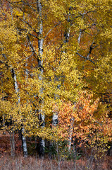 Birch trees in peak autumn color on a country road in Michigan's Upper Peninsula. 