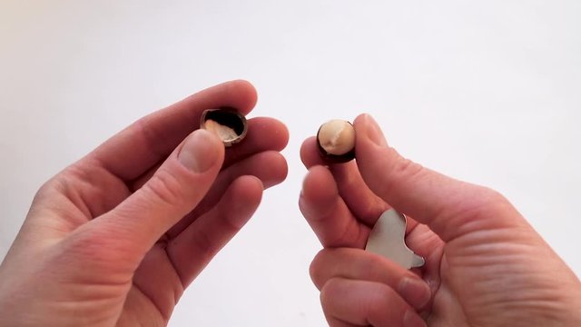 Hands shelling raw not peeled whole macadamia nuts on white  background with special instrument. Healthy food. Protein source. View from above  b soft focus.