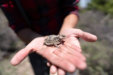 Short Horned Lizard at Mount Lemmon