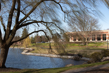 Obraz premium Shaggy Willow tree branch.