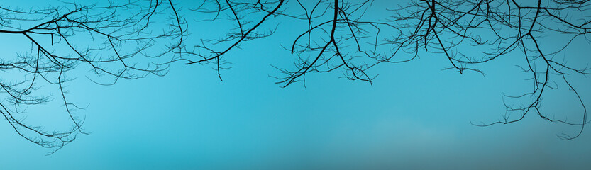 Frame of dry branches on sky background.