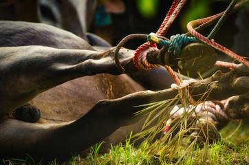 A brown cow tied before slaughtered during Eid Al-Adha Mubarak celebration, the Festival of...