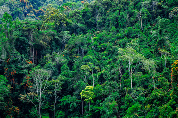 Fototapeta na wymiar Lush green foliage in tropical rainforest at Cameron Highland, Malaysia