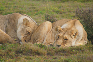 Sleeping Lions