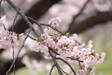 桜　サクラ　さくら