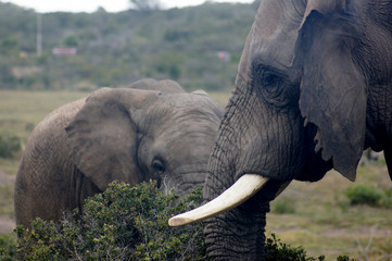 Elephants South Africa