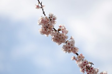 桜　サクラ　さくら