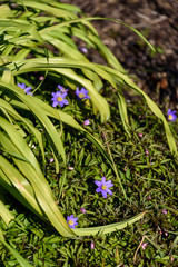 Light purple spring blooms on ground cover, yellow green leaves draping over