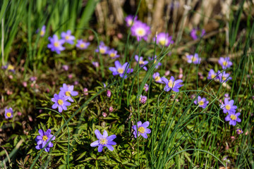 Naklejka premium Spring blooming ground cover with light purple flowers