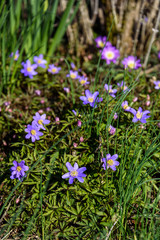 Spring blooming ground cover with light purple flowers