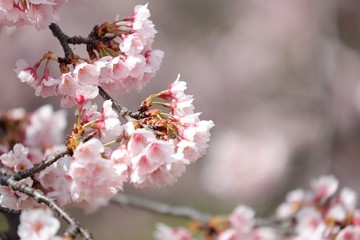 桜　サクラ　さくら