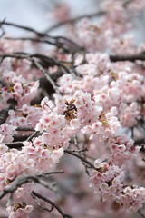 桜　サクラ　さくら