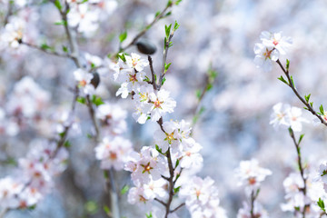 beautiful almond flowers in park