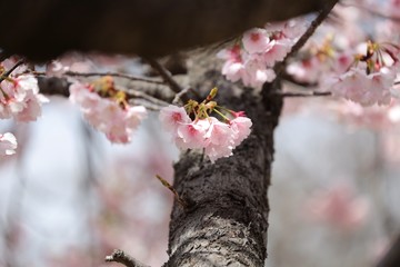 桜　サクラ　さくら