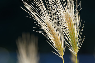 Bearded Wheat seeds Backlit by the Sun.