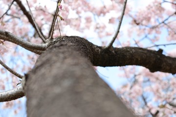 桜　サクラ　　さくら