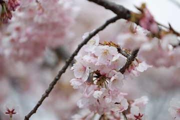 桜　サクラ　　さくら
