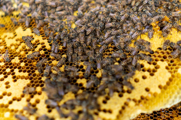 Bee colony full of honey high nutrient and vitamin transfer to beekepping handmade box.