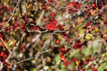 Deep red spring blooms on a bush in the garden