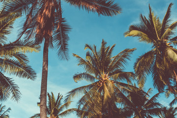Fototapeta na wymiar Tropical palm coconut trees on sunset sky flare and bokeh nature.