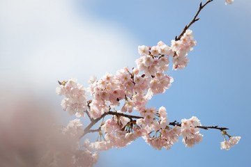 桜　サクラ　　さくら