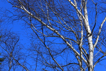 しらかば　シラカバ　白樺　青空