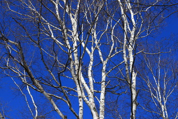 しらかば　シラカバ　白樺　青空