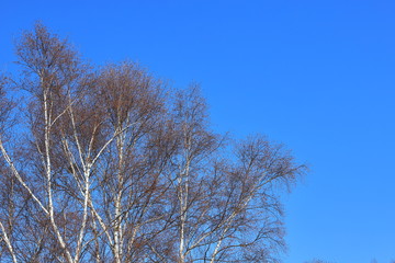 しらかば　シラカバ　白樺　青空